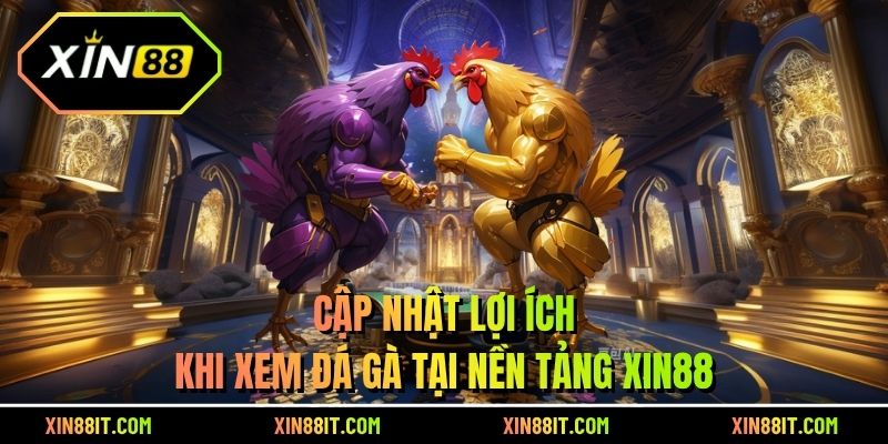 Cập nhật lợi ích khi xem đá gà tại nền tảng Xin88