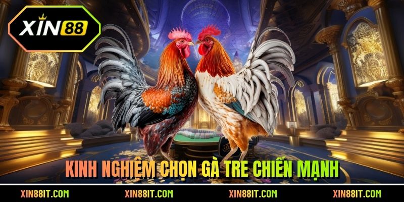 Kinh nghiệm chọn gà tre chiến mạnh
