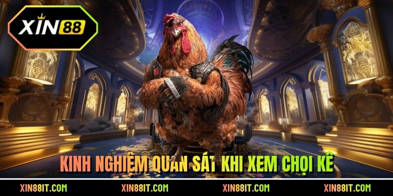 Kinh nghiệm quan sát khi xem chọi kê